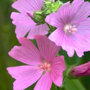 des mauves musquées roses