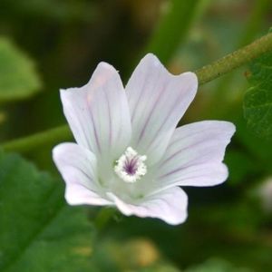 la mauve négligée blanche