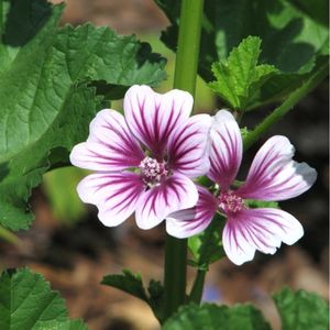 des mauves mauves aux nuances de blancs