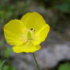 le méconopsis du Pays de Galles jaune