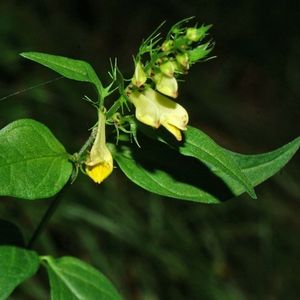 la mélampyre des prés jaune