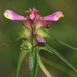 la mélampyre en crète rose