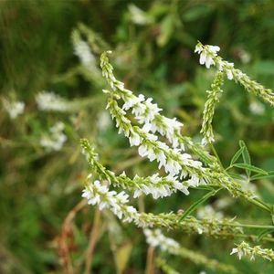 des mélilots blancs