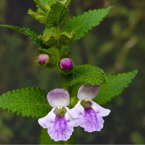 les mélittes à feuilles de mélisse mauves