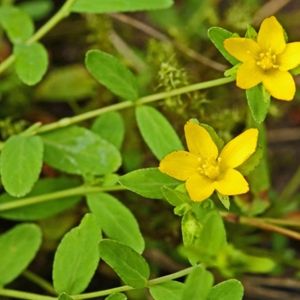 le millepertuis couché jaune