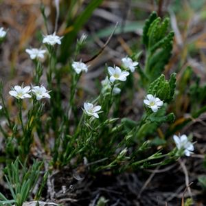 les minuarties à rostre blanches