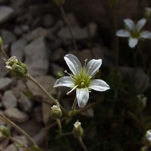 la minuartie de Diomède blanche