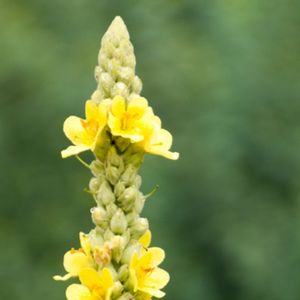 la molène bouillon-blanc jaune