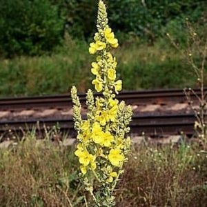 la molène fausse phlomide jaune