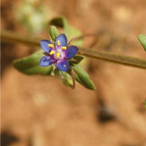 le mouron à petites fleurs bleu