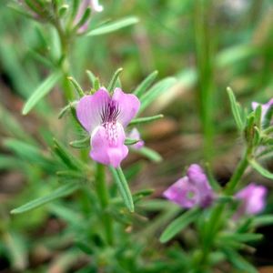 les mufliers des champs mauves