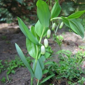 les muguets du pauvre verts