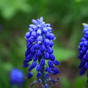 des muscaris bleus