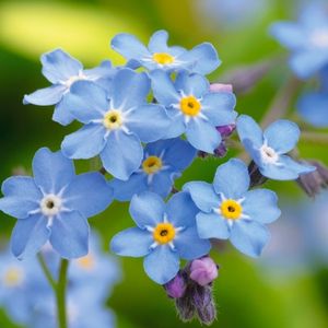 les myosotis des Alpes bleus