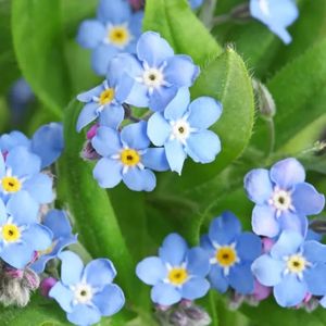 les myosotis des champs bleus