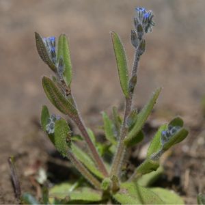 le myosotis raide bleu