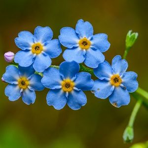 des myosotis bleus