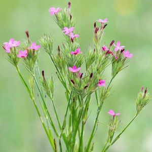 des œillets arméria roses