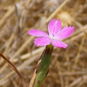 L'oeillet d'Espagne rose