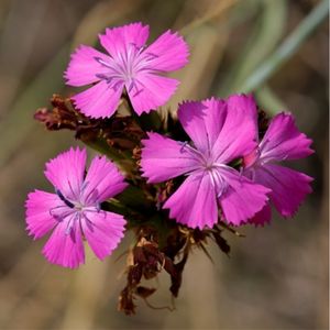 Les oeillets de Balbis roses