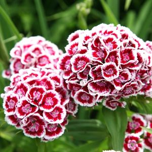 des œillets de poètes rouges aux nuances de blancs