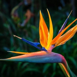 l'oiseau de paradis jaune aux nuances d'orange et de bleu