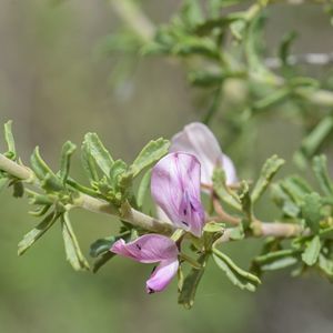 des ononis à trois dents mauves