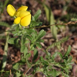 l'ononis strié jaune