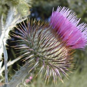 l'onopordon à feuilles d'acanthe mauve