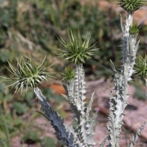 les onopordons à grandes épines verts