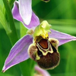 l'ophrys abeille mauve