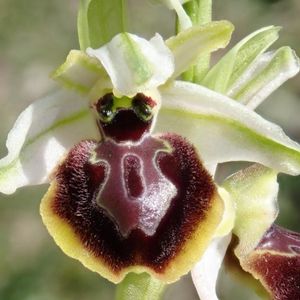 l'ophrys araignée blanche