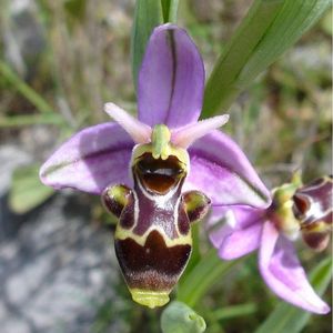 l'ophrys bécasse mauve