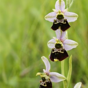 les ophrys bourdons mauves