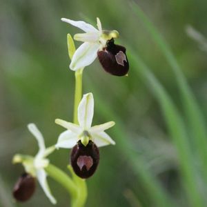 les ophrys brillants blancs