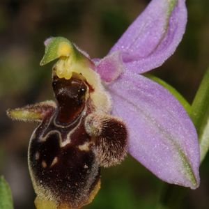 l'ophrys ceto mauve