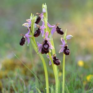 les ophrys de Catalogne mauves