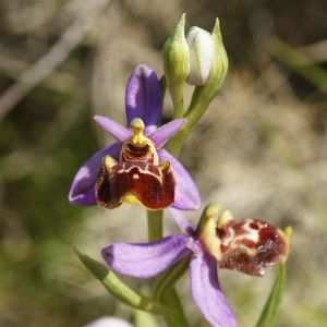 les ophrys fausse bécasse mauves