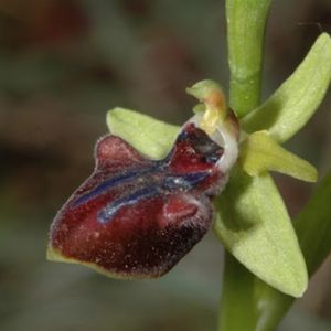 l'ophrys gortinia rouge