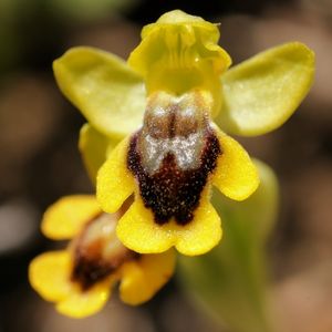 les ophrys jaunes