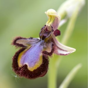 l'ophrys miroir violet et marron