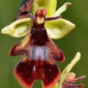 l'ophrys mouche marron