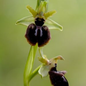 l'ophrys noir