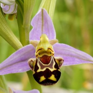 l'ophrys mauve