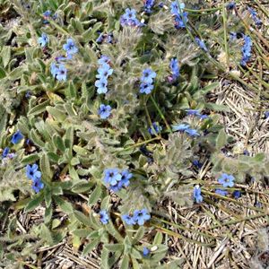 les orcanettes des teinturiers bleues