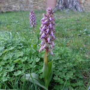 les orchis à fleurs lâches mauves