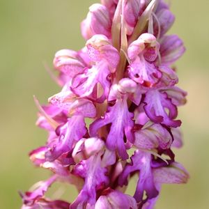 les orchis à longues bractées mauves