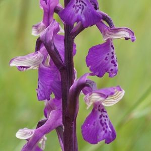 des orchis bouffons violets