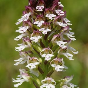 les orchis brûlés blanches 