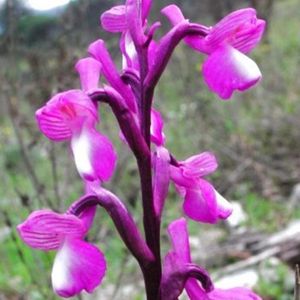 les orchis de Champagneux violets